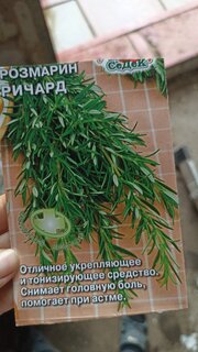Семена Розмарин, Ричард, цветная упаковка, Седек - фото 5 от пользователя