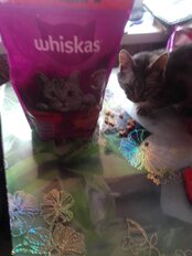 Корм для животных Whiskas, 800 г, для взрослых кошек 1+, сухой, говядина, подушечки с паштетом, пакет, G3658 - фото 8 от пользователя