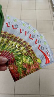 Семена Цветы, Колеус, Блюме Смесь окрасок, 0.1 г, цветная упаковка, Поиск - фото 3 от пользователя