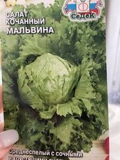 Семена Салат кочанный, Мальвина, цветная упаковка, Седек - фото 6 от пользователя