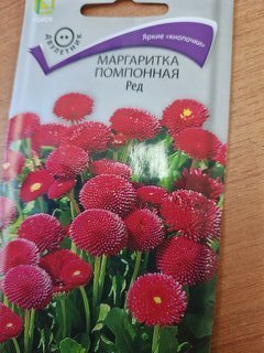 Семена Цветы, Маргаритка, Ред, 0.05 г, помпонная, цветная упаковка, Поиск - фото 9 от пользователя