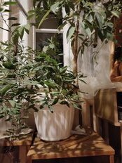 Горшок для цветов пластик, 7 л, 29.2х22 см, белый, Альтернатива, Лозанна, М1468 - фото 6 от пользователя
