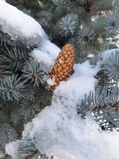 Елочное украшение Evis, Шишка на лягушке-06, стекло, с ручной росписью, 16 15 188 06 - фото 2 от пользователя