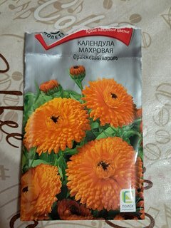 Семена Цветы, Календула, Оранжевый король, 1 г, махровая, цветная упаковка, Поиск - фото 9 от пользователя