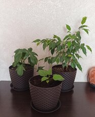 Горшок для цветов пластик, 3 л, 18х18х15.8 см, с поддоном, коричневый, Idea, Ротанг, М 3082 - фото 9 от пользователя