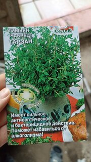 Семена Тимьян, Тарзан, цветная упаковка, Седек - фото 6 от пользователя