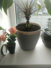 Горшок для цветов пластик, 5.5 л, 22х20 см, с поддоном, серый, Idea, Дюна, М 3070 - фото 2 от пользователя