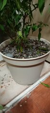 Горшок для цветов пластик, 10.7 л, 31 см, универсальный, с поддоном, светло-бежевый, 221612225/01 - фото 8 от пользователя