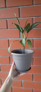 Горшок для цветов пластик, 2.3 л, 19х15 см, французский серый, Idea, Рябина, М 3054 - фото 2 от пользователя