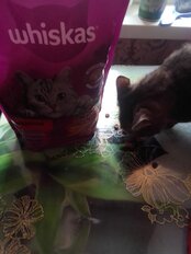 Корм для животных Whiskas, 800 г, для взрослых кошек 1+, сухой, говядина, подушечки с паштетом, пакет, G3658 - фото 9 от пользователя