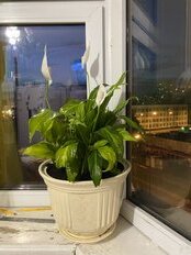 Кашпо керамика, 9.4 л, 30х21 см, в ассортименте, Модерн №1, 10 000 126 - фото 1 от пользователя