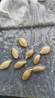 Семена Кабачок-цуккини, Касерта, 2 г, цилиндрические, белая упаковка, Седек - фото 7 от пользователя