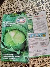 Семена Капуста белокочанная, Колобок F1, цветная упаковка, Седек - фото 5 от пользователя