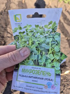 Семена Микрозелень, Редька китайская (лоба), 2 г, Поиск - фото 3 от пользователя