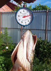 Безмен механический, металл, пластик, СХ-149, точность 100 г, до 10 кг, круглый, в ассортименте, 487-006 - фото 2 от пользователя