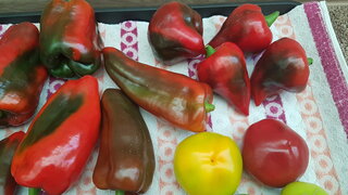 Инсектицид Слизнеед НЕО, от улиток и слизней, гранулы, 294 г - фото 6 от пользователя