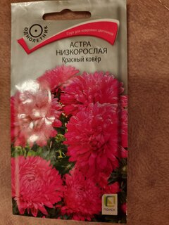 Семена Цветы, Астра, Красный ковер, 0.2 г, низкорослая, цветная упаковка, Поиск - фото 4 от пользователя