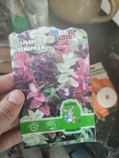 Семена Цветы, Сальвия, Кэмбридж, цветная упаковка, Седек - фото 1 от пользователя