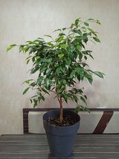 Горшок для цветов пластик, 10 л, 28 см, универсальный, со вставкой, серый, 221610635/01 - фото 8 от пользователя