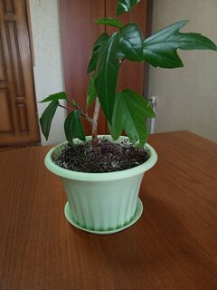 Горшок для цветов пластик, 0.45 л, 12х8 см, мятный, Idea, Кэрол, М 3153 - фото 9 от пользователя
