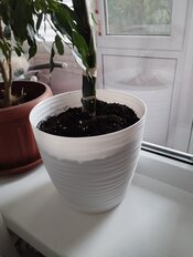 Горшок для цветов пластик, 5.5 л, 22х20 см, с поддоном, белый, Idea, Дюна, М 3070 - фото 3 от пользователя