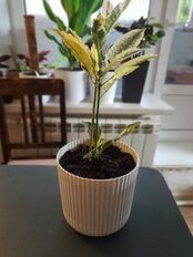 Кашпо пластик, 1.6 л, 14х13.5 см, белый ротанг, Idea, Вельвет - фото 5 от пользователя