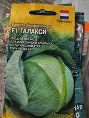 Семена Капуста белокочанная, Галакси F1, цветная упаковка, Гавриш - фото 4 от пользователя