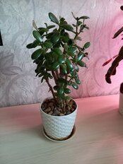Горшок для цветов пластик, 3 л, 18х18х15.8 см, с поддоном, белый, Idea, Ротанг, М 3082 - фото 5 от пользователя