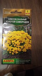 Семена Цветы, Алиссум, Золотой самородок, 0.1 г, цветная упаковка, Аэлита - фото 7 от пользователя