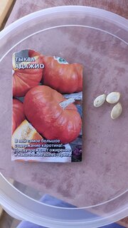 Семена Тыква, Адажио, цветная упаковка, Седек - фото 3 от пользователя