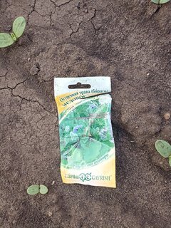 Семена Цветы, Бораго, Огуречная трава Медонос, 0.3 г, Семена от автора, цветная упаковка, Гавриш - фото 3 от пользователя