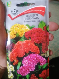 Семена Цветы, Целозия, Коралловый сад, 0.1 г, гребенчатая, цветная упаковка, Поиск - фото 4 от пользователя
