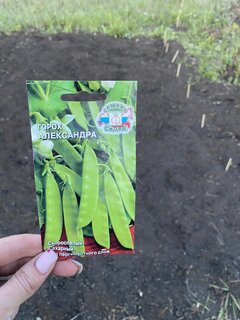 Семена Горох, Александра МФ, 5 г, ЕВРО, сахарный, без пергам. слоя, цветная упаковка, Седек - фото 4 от пользователя