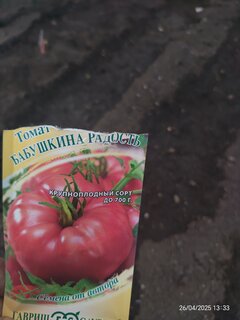 Семена Томат, Бабушкина радость, 0.05 г, Семена от автора, цветная упаковка, Гавриш - фото 3 от пользователя