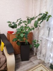 Горшок напольный для цветов пластик, 15 л, 27х52 см, со вставкой, венге, Альтернатива, Ротанг, М6828 - фото 7 от пользователя
