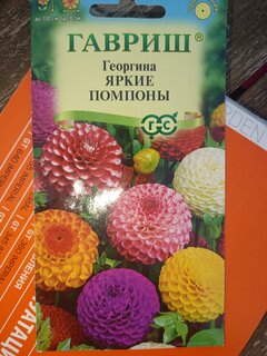 Семена Цветы, Георгина, Яркие помпоны, 0.2 г, Цветочная коллекция, цветная упаковка, Гавриш - фото 3 от пользователя