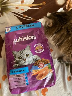 Корм для животных Whiskas, 1900 г, для взрослых кошек 1+, сухой, лосось, подушечки с паштетом, пакет - фото 2 от пользователя