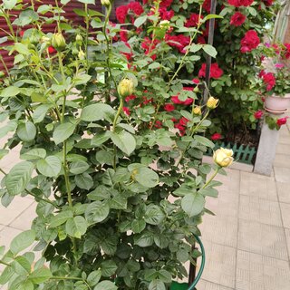 Опора для растений, металл, 70х40 см, 2 шт, кустодержатель, Садовита, Круг малый, 00132710 - фото 7 от пользователя