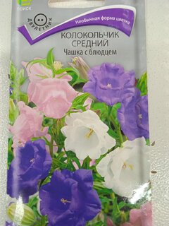 Семена Цветы, Колокольчик, Чашка с блюдцем, 0.2 г, цветная упаковка, Поиск - фото 4 от пользователя