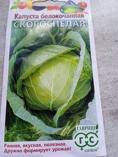 Семена Капуста белокочанная, Скороспелая, 0.5 г, Овощная коллекция, ранняя, цветная упаковка, Гавриш - фото 2 от пользователя