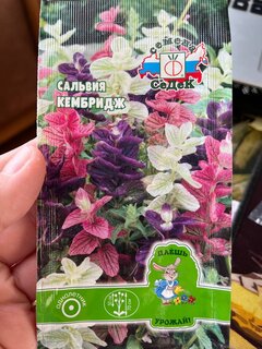 Семена Цветы, Сальвия, Кэмбридж, цветная упаковка, Седек - фото 4 от пользователя