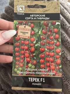 Семена Томат, Терек F1, цветная упаковка, Поиск - фото 3 от пользователя