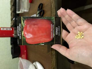 Семена Перец сладкий, Геракл, 0.25 г, цветная упаковка, Поиск - фото 9 от пользователя