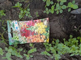 Семена Цветы, Львиный зев, Акварель, 0.1 г, цветная упаковка, Седек - фото 6 от пользователя
