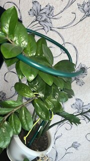Опора для цветов, 25х70 см, Садовита, 00154848 - фото 3 от пользователя