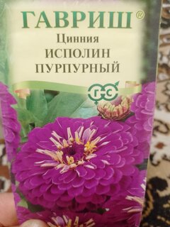 Семена Цветы, Цинния, Исполин пурпурный, 0.3 г, цветная упаковка, Гавриш - фото 3 от пользователя