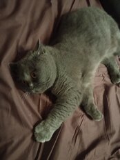 Пододеяльник 1.5-спальный, 145 х 215 см, 100% хлопок, поплин, шоколадный, Silvano, Марципан, 300004 - фото 2 от пользователя