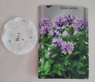 Семена Цветы, Котовник, Голубая пантера, цветная упаковка, Поиск - фото 6 от пользователя